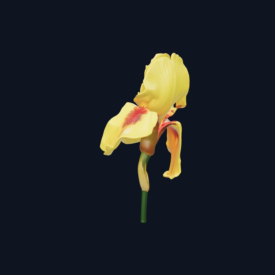 Yellow Iris Flower Model Pack